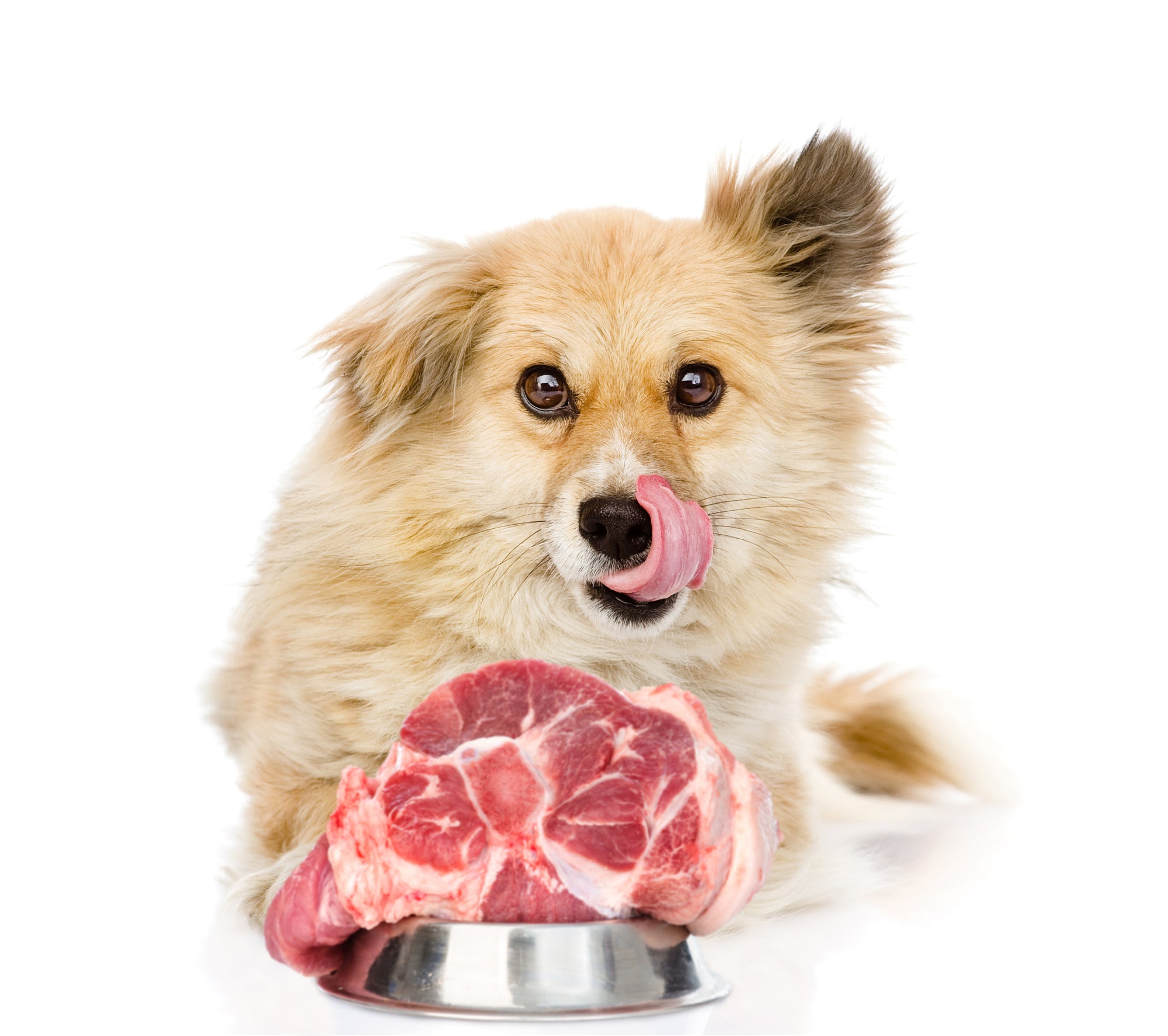 Alimentation pour chien : Quels aliments sont mauvais pour les chiens ?