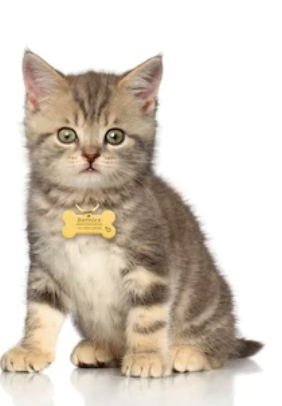 Médaille pour chat : conseils d'achat