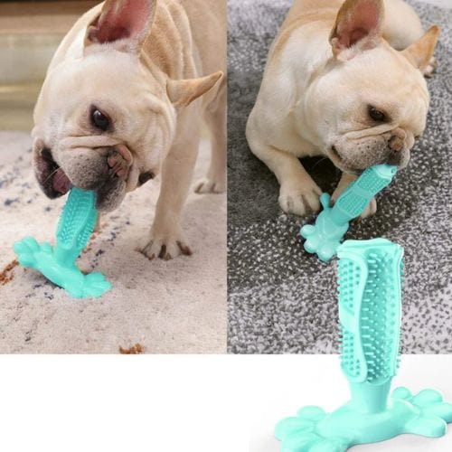 EcoBrush® brosse à dents pour chien