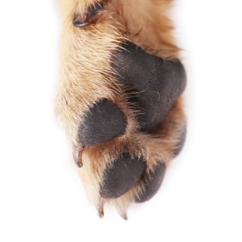 10 Problèmes de pattes courants chez les chiens