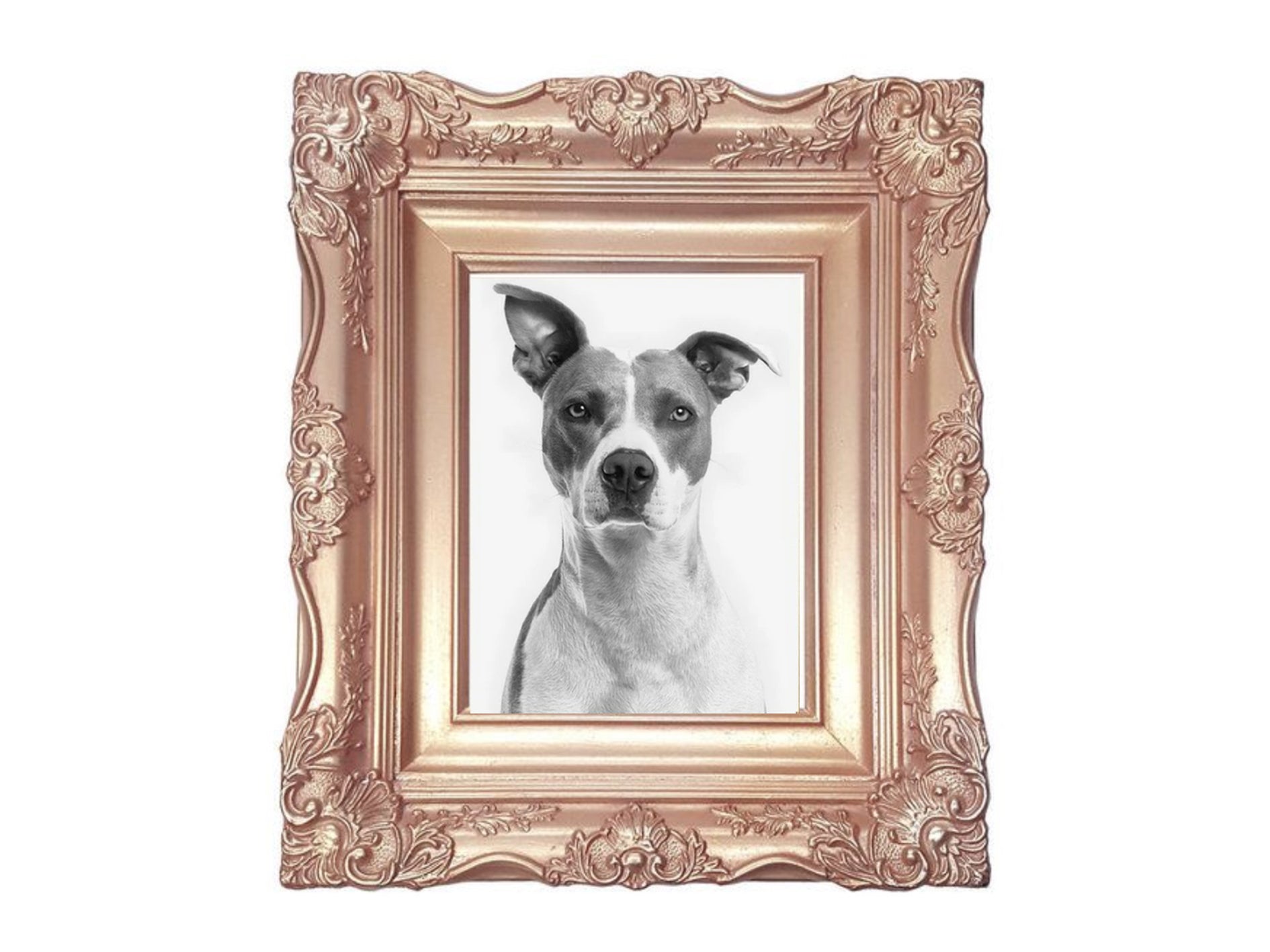 Citations sur les Chiens