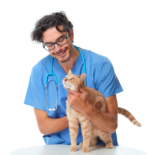 Arthrose du chat : Quels symptômes doit-on surveiller ?