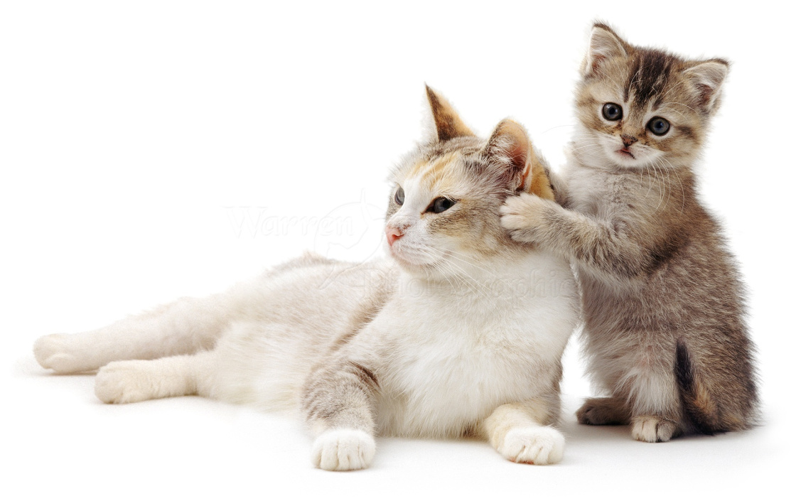 15 Superbes photos de chatons avec leurs mamans