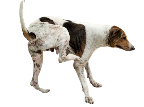 Dermatite chien : Comment le reconnaître et le traiter
