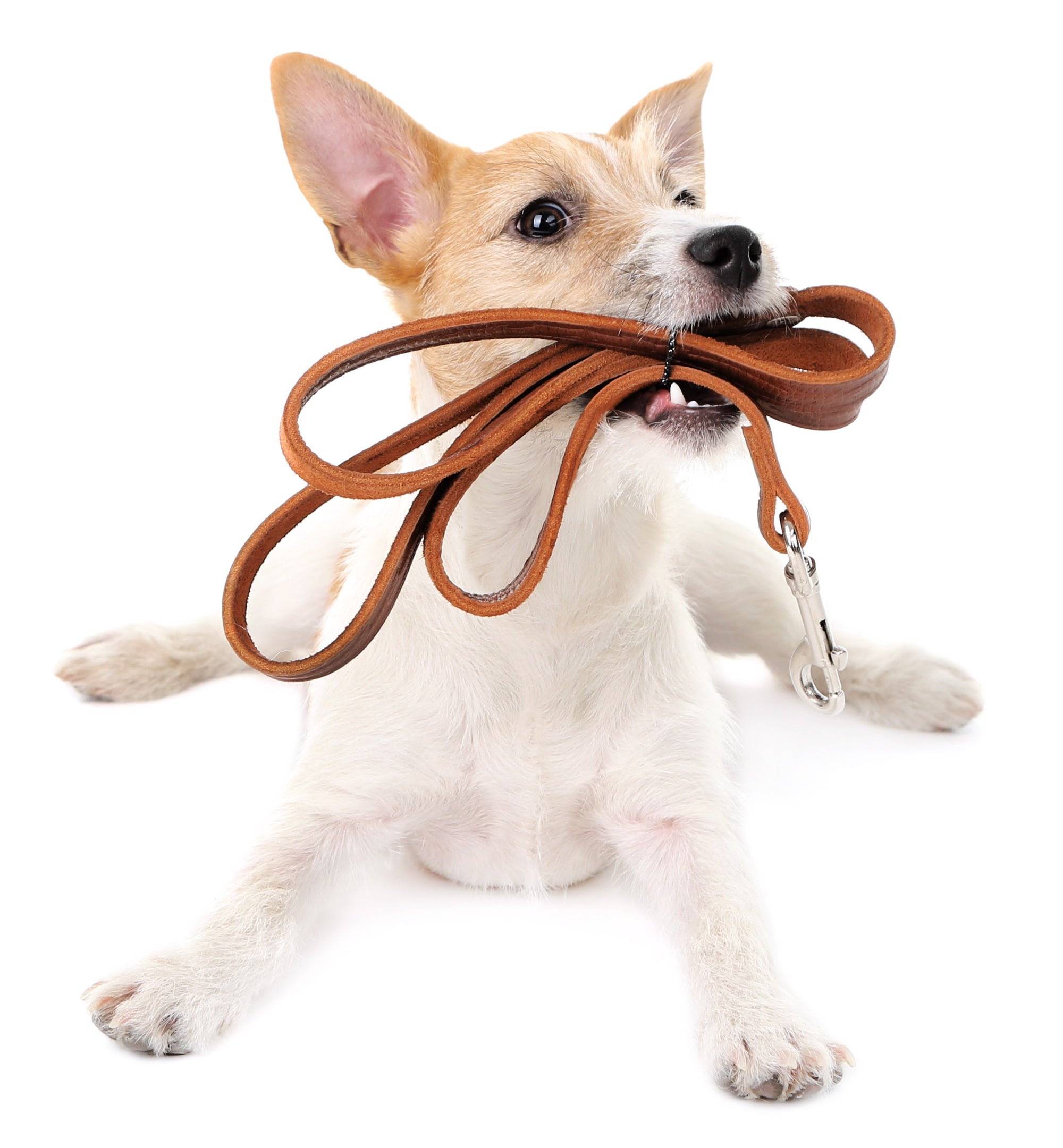 Laisse, collier et harnais pour chiens - à quoi devez-vous faire