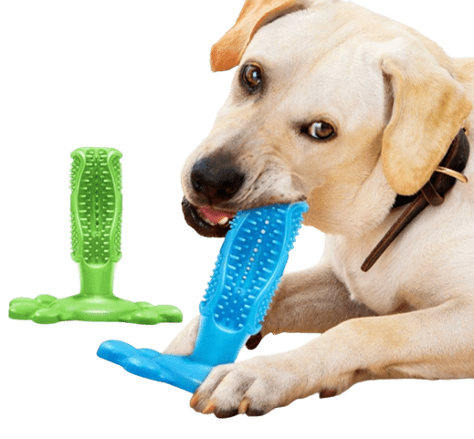 EcoBrush® brosse à dents pour chien