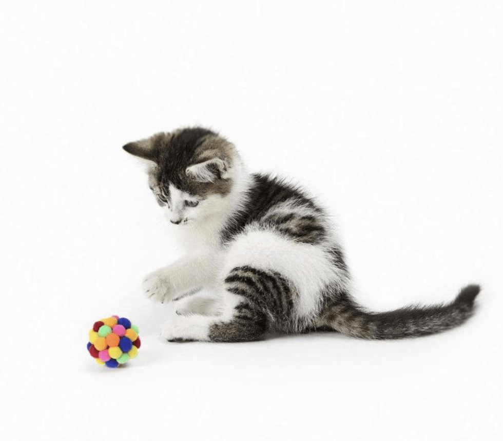 Boule multicolore pour Chats