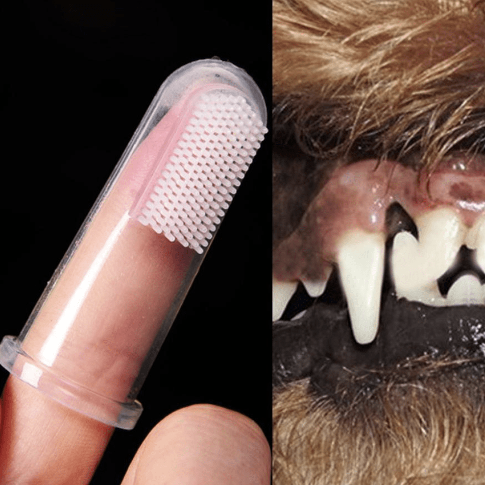Mini Brosses à dents pour chiens