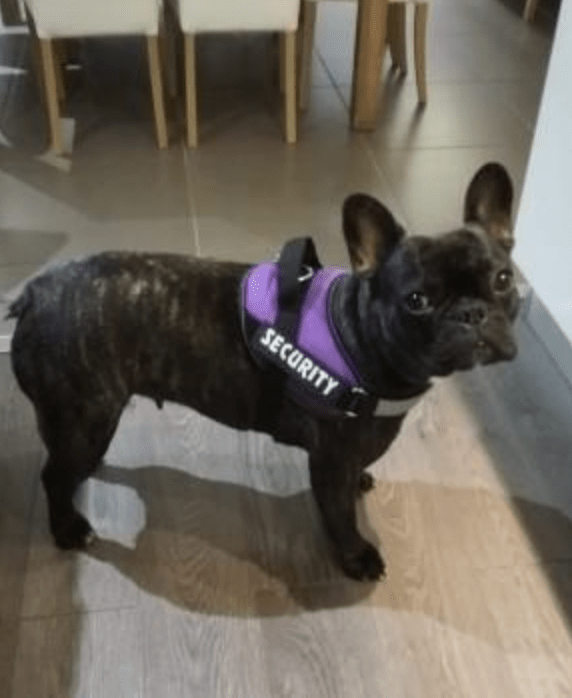 2 étiquettes personnalisées pour Harnais type &quot;Juluis k9&quot;
