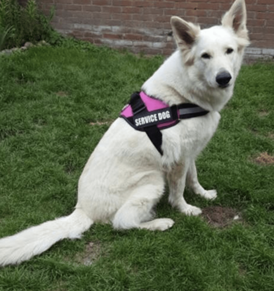 2 étiquettes personnalisées pour Harnais type &quot;Juluis k9&quot;