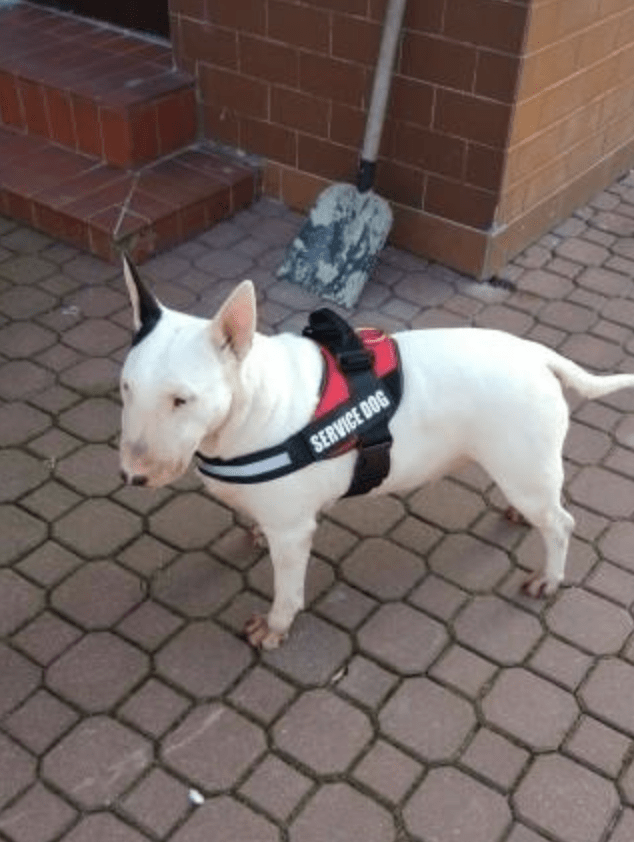 2 étiquettes personnalisées pour Harnais type &quot;Juluis k9&quot;