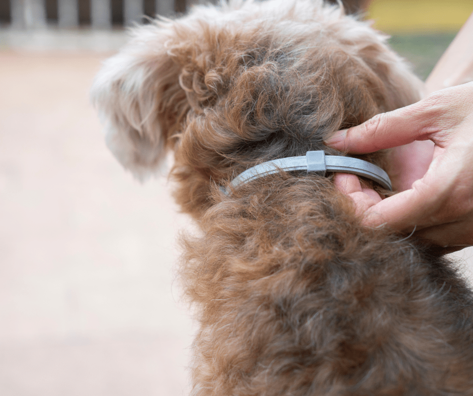 Collier Anti-Parasites Naturel pour Chiens