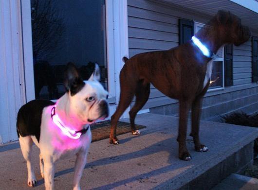 Collier LED de SECURITE recharge pour chien