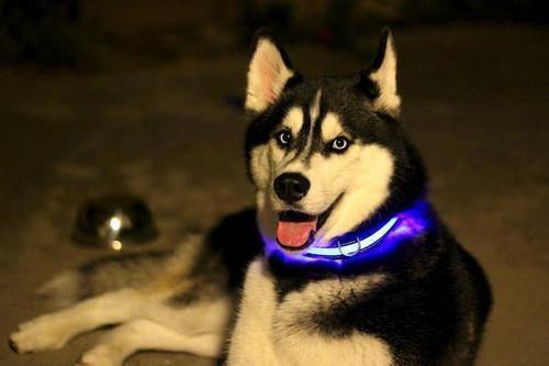 Collier LED de SECURITE recharge pour chien