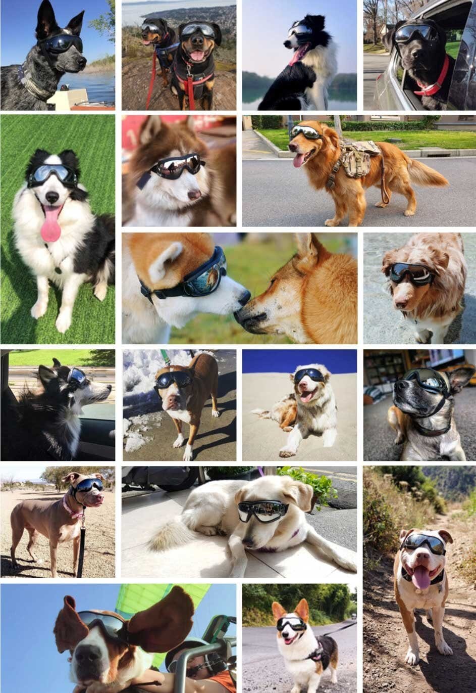 Lunettes de soleil pour chiens