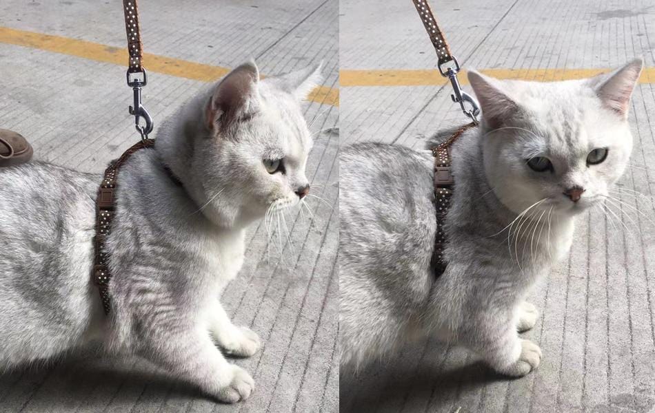 Harnais pour Chaton