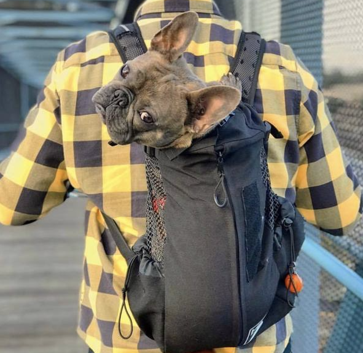 Les meilleurs sacs de transport pour chiens en 2024